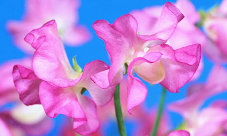 Garden-week-sweet-pea-001.jpg