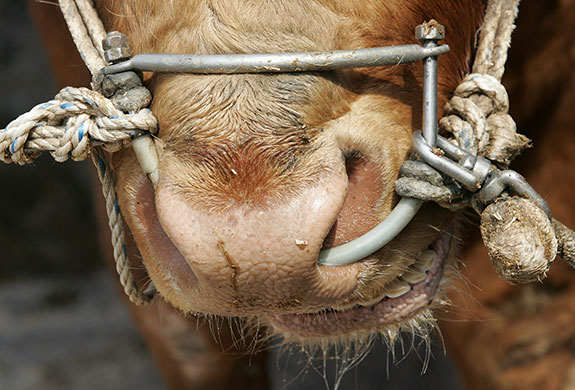 24 hours in pictures: Annual Bullfighting Festival Takes Place In South Korea