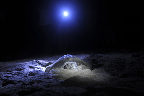 24 hours in pictures: An Olive Ridley turtle lays its eggs on the Rushikulya beach, India