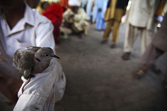 24 hours in pictures: Islamabad, Pakistan. Boy holds a bird