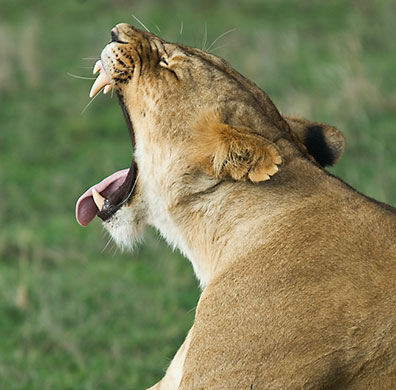 In Pictures: boredom: Yawning lioness