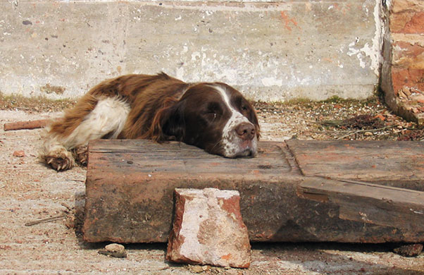 In Pictures: boredom: Sleeping dog