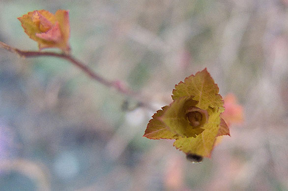 Signs of Spring 2010: Readers photographs gallery on Flickr