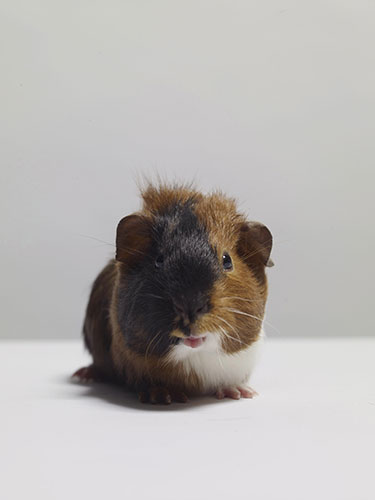 Tall tails: Guinea pig