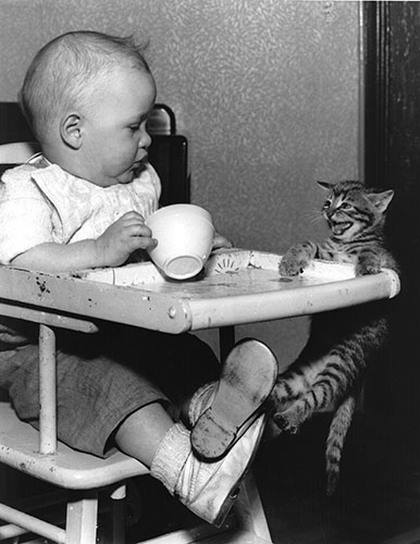 Tall tails: Kitten Hangs From Infant's High Chair