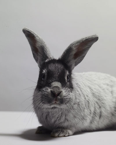 Tall tails: A rabbit