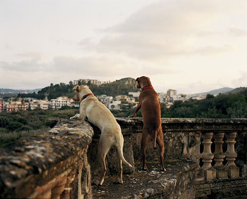 Tall tails: Two dogs looking over a wall