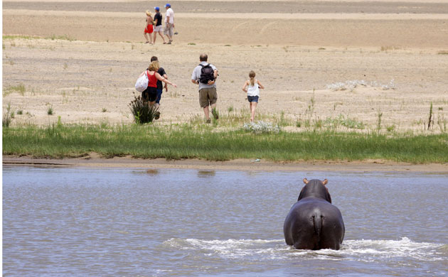 Week in wildlife: hippopotamus protecting its calf, St Lucia, South Africa 