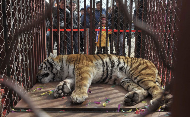 Week in wildlife: A Northeast Tiger lies in a cage  in Shenyang