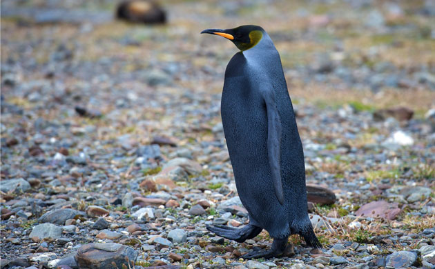 Week in wildlife: Rare All-Black King Penguin Found In South Georgia
