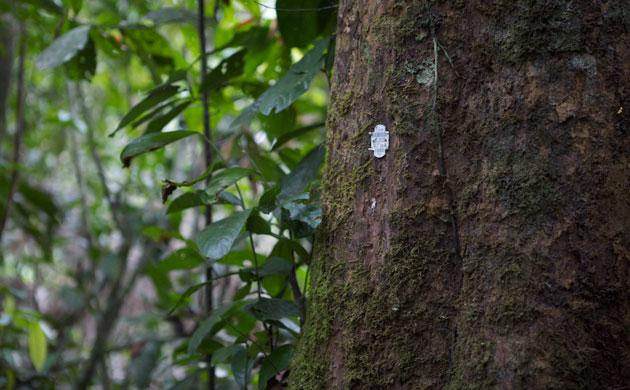 Week in wildlife: A tree in a rainforest near Buchanan bears bar code, liberia