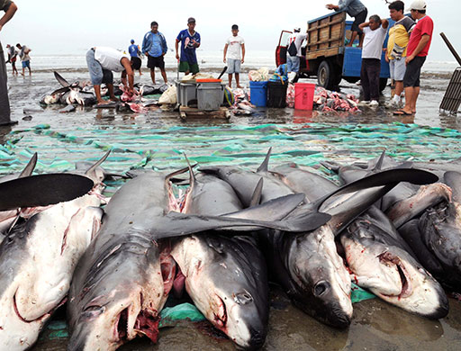 Week in wildlife: Shark Fishermen at Manta beach, Manabi, Ecuador 