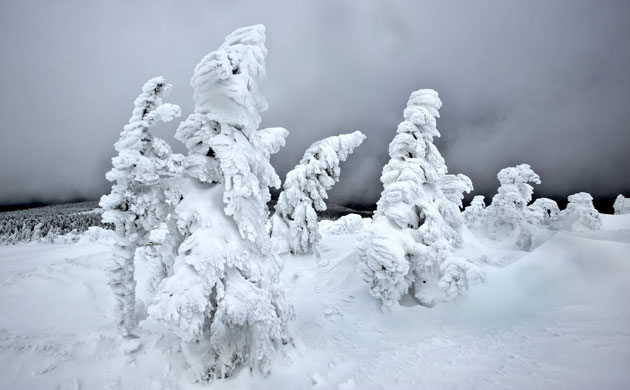 Week in wildlife: Snow crystals have transformed trees, the Brocken mountain, eastern Germany