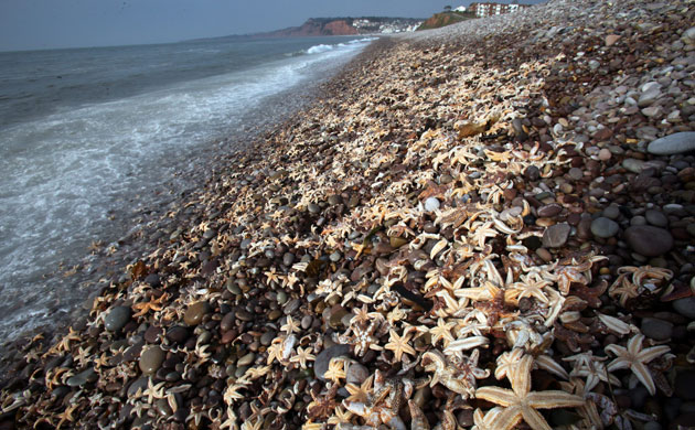 Week in wildlife: Thousands Of Starfish Wash Up On Devon Beach