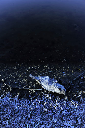 Week in wildlife: A dead fish floats near the shore of the Salton Sea near Mecca, California