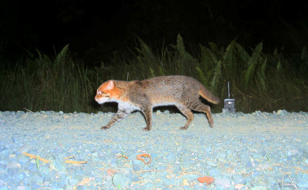 Week in wildlife: flat-headed cat in Tangkulap Forest Reserve, Sabah, Malaysia