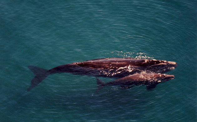 Week in wildlife: right whales in the waters around Peninsula Valdés, Argentina