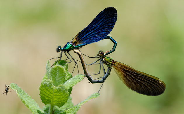 Week in wildlife: demoiselle damselfly 