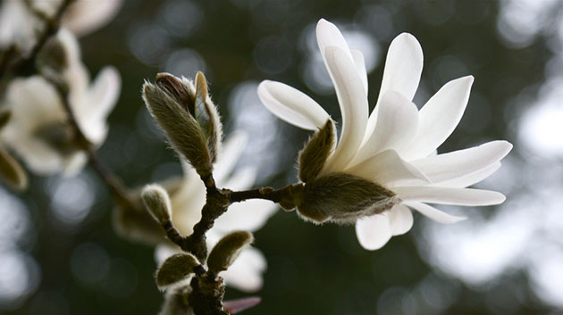 eyewitness: Readers' spring pictures Magnolia