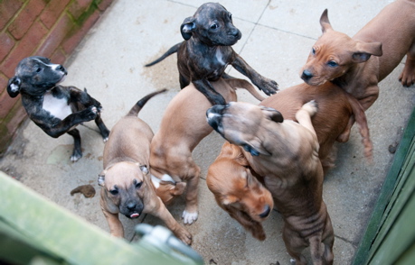 London: puppies at Harefield Dogs Trust re-homing centre