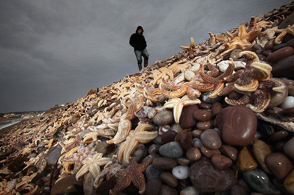 24 hours in pictures: Thousands Of Starfish Wash Up On Devon Beach