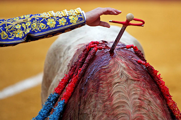 24 hours in pictures: Las Fallas Festival Spanish matador Morante de la Puebla, Valencia