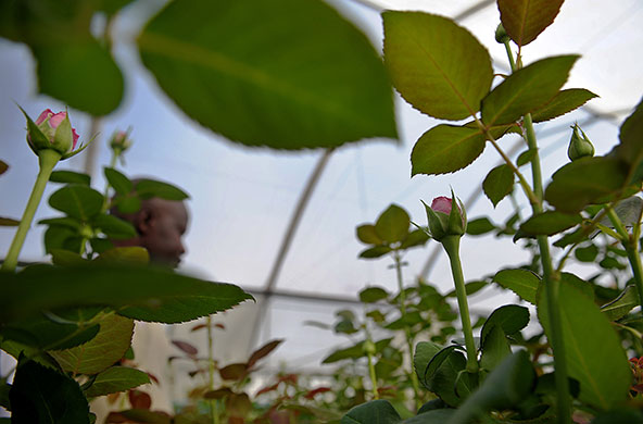 24 hours in pictures: Naivasha, Kenya: A horticulture technician examines a  crop of roses