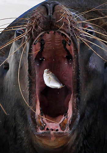 24 Hours in Pictures: A sea lion catches a fish during meal time at the Hakkeijima Sea Paradise