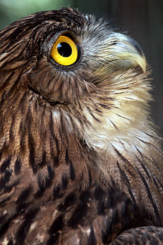 24 Hours in Pictures: A Brown Fish Owl which hatched an offspring at Colombo Zoological Gardens