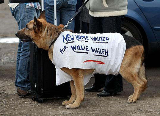 Ba strike 2: A dog owned by a member of British Airways cabin crew joins demonstration