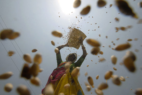 24 hours in pictures: A woman sifts wheat crop in a field