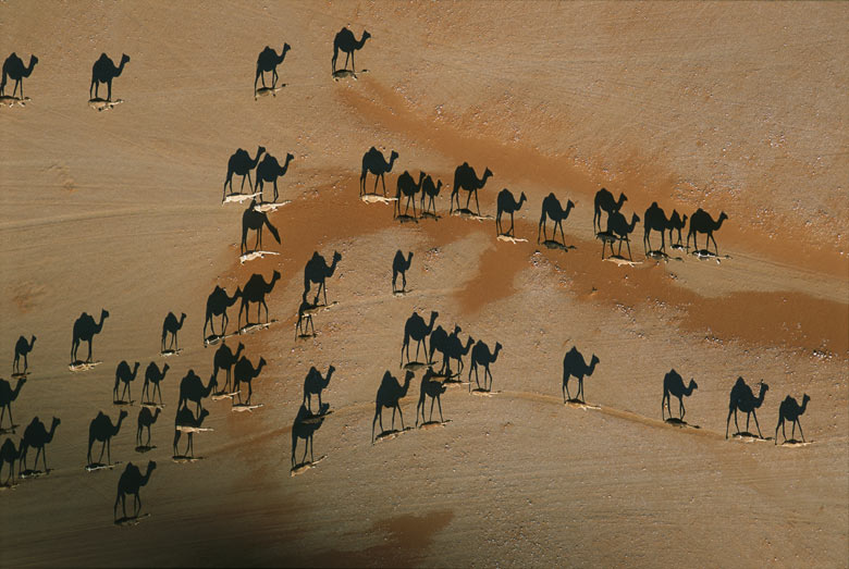 Camels cross the desert known as the Empty Quarter Arabian peninsula 