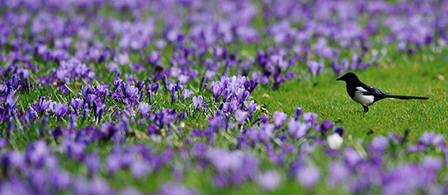 24 hours in pictures: A magpie stands in a park were crocuses blossom in Duesseldorf 