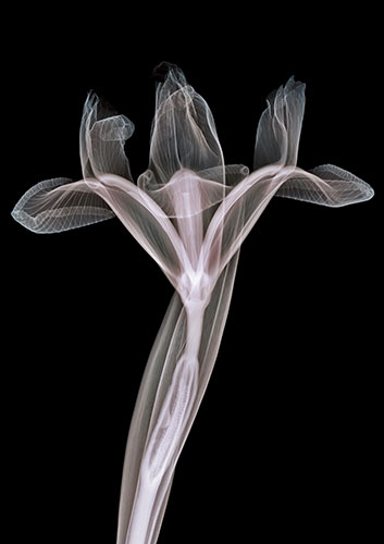 X-ray: An iris flower
