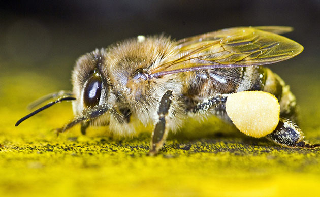 Week in Wildlife: Honey bee