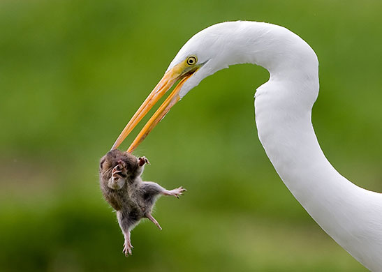 Week in Wildlife: Great egret catches a gopher, California, America - Mar 2010