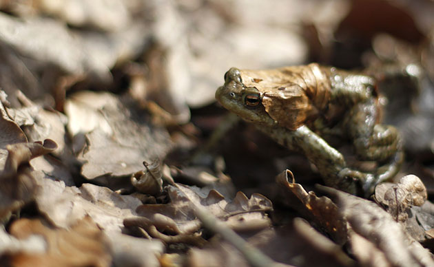 Week in Wildlife: A toad is on the way to a lake in a forest near Darmstadt