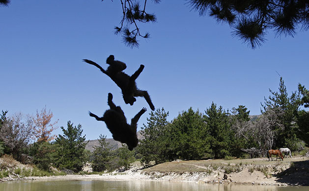Week in Wildlife: Baboons on the outskirts o Cape Town, South Africa