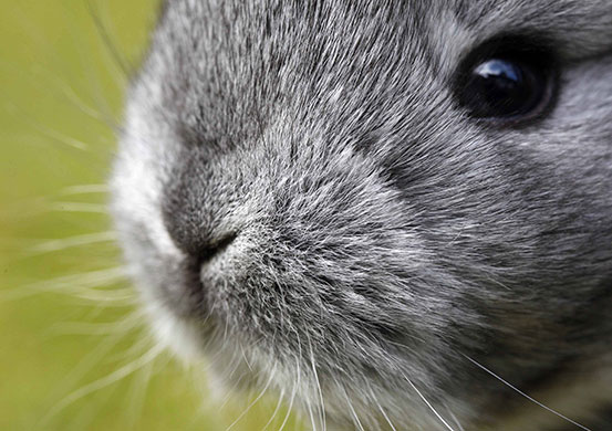 Week in Wildlife: Chinchilla rabbits in Moosburg, Germany