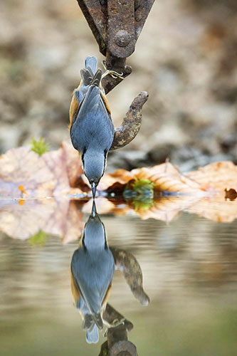 Week in Wildlife: A  Nuthatch is caught admiring its own reflection