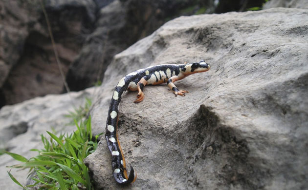 Week in Wildlife: Kaiser's spotted newt seen in Iran