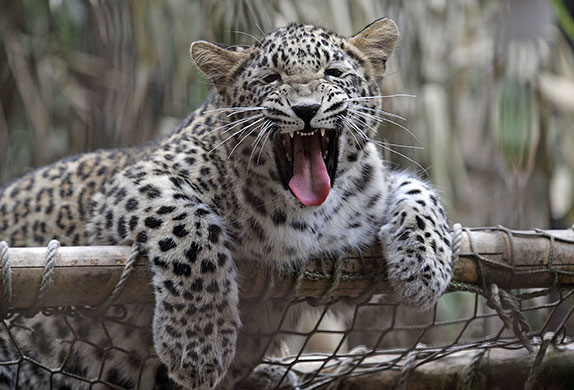 Week in Wildlife: A Leopard yawns in his enclosure at the zoo of the northern town of Hanove