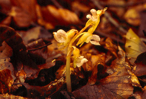 Week in Wildlife: Ghost orchid 