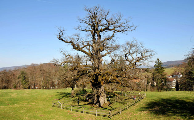 Week in Wildlife: The oldest oak tree in Europe, Chatillon, Switzerland - 24 Mar 2010