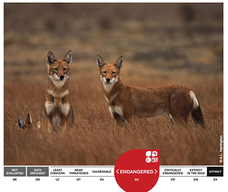 Week in Wildlife: The Ethiopian Wolf