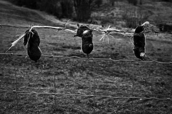 Robert Norbury's folio: A review of Robert Norbury's portfolio