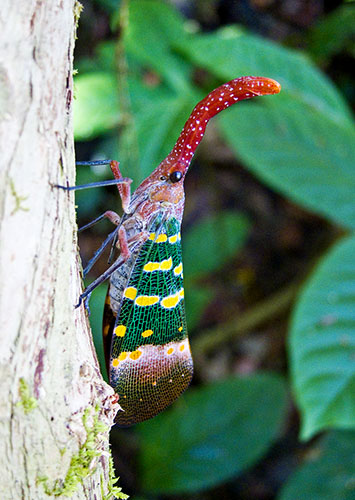 In Pictures: smell: Thai bug 