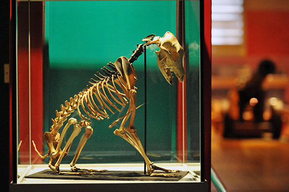 24 Hours in Pictures: Dog skeleton found on Mary Rose exhibited