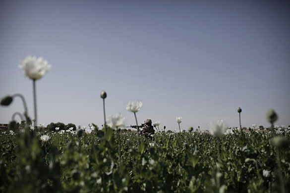 24 Hours in Pictures: A US Marine aims his weapon from a poppy field as he moves towards Taliban