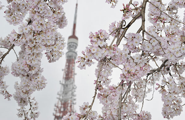 24 hours in pictures: The Tokyo Tower is seen behind cherry blossoms in full bloom, Japan